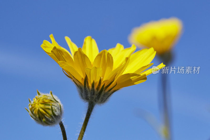 沙漠向日葵，Geraea Canescens，超级盛开，野花，安扎博雷戈州立公园，加利福尼亚